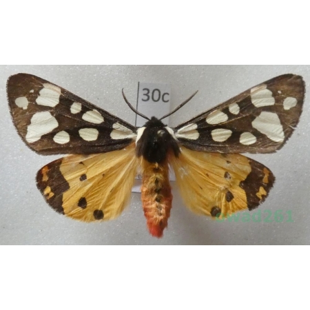 Arctia villica (Linnaeus, 1758) male Czech30c